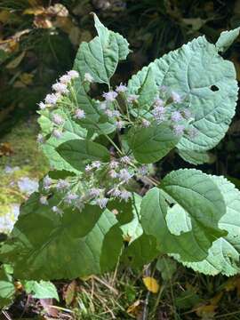 Image of Ageratina roanensis