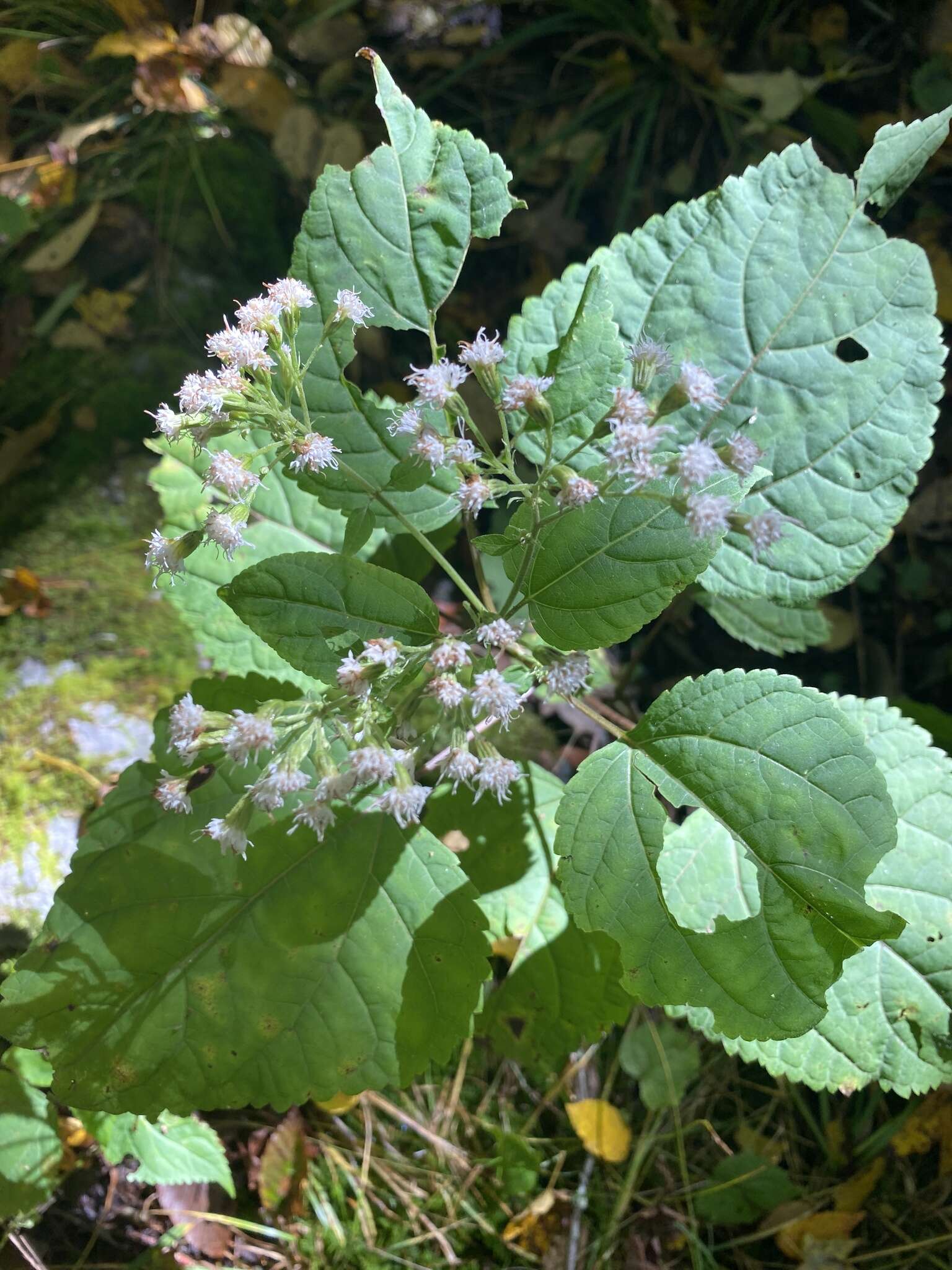 Image of Ageratina roanensis