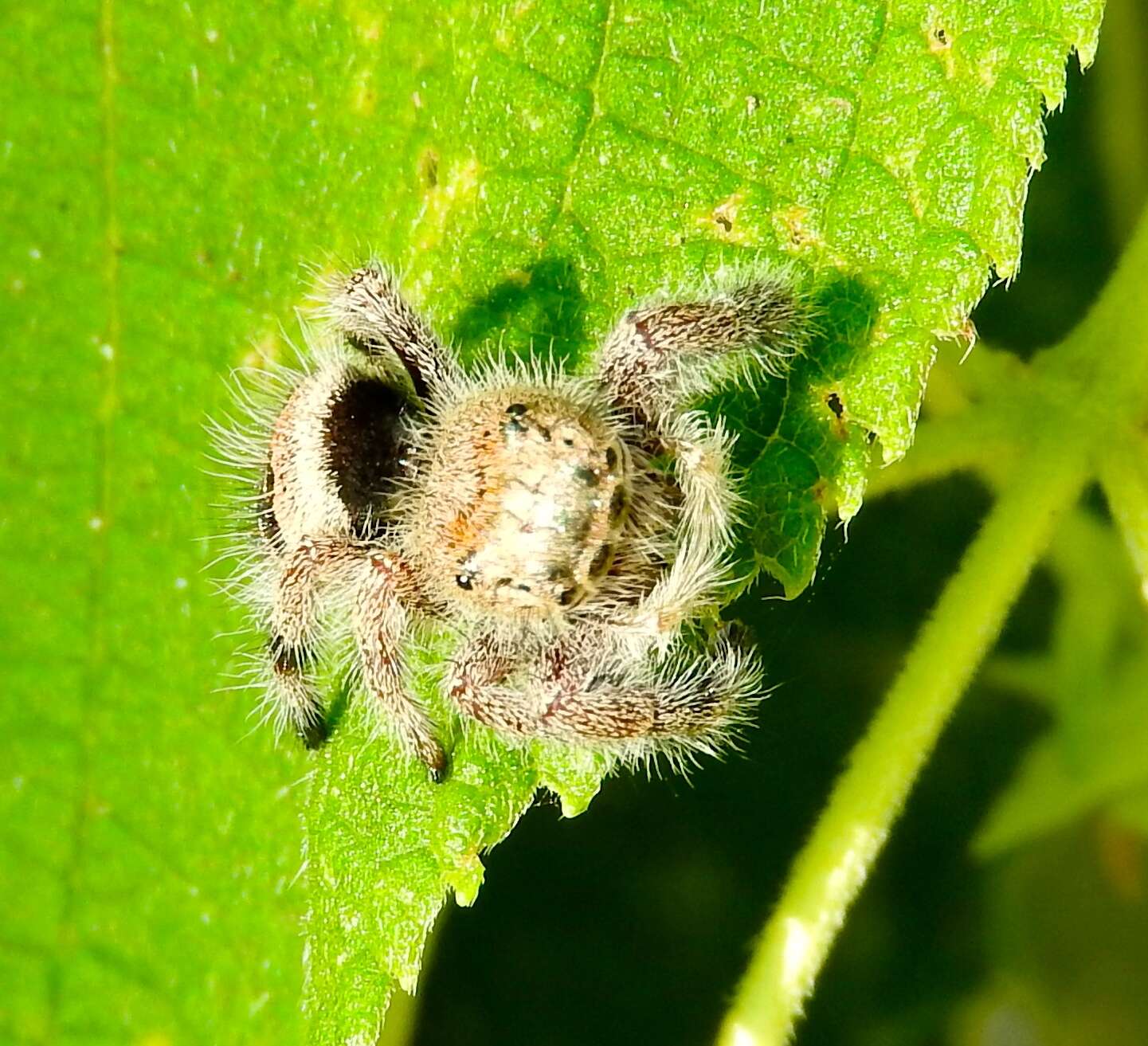 Sivun Phidippus maddisoni Edwards 2004 kuva