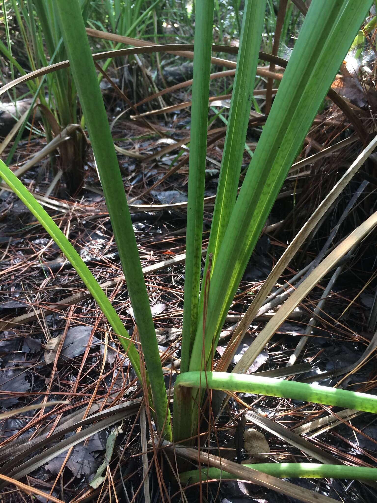 Image of Jamaica swamp sawgrass