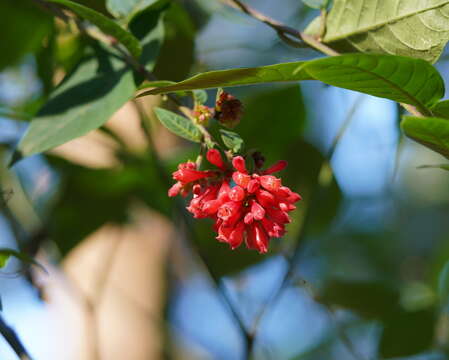 Image of purple cestrum