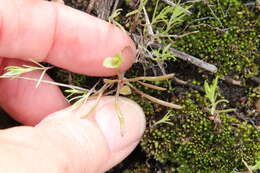 Image of streambank springbeauty