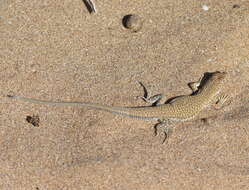 Image of Golden Fringe-fingered Lizard