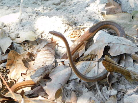 Image of Eastern Stripe-bellied Sand Snake