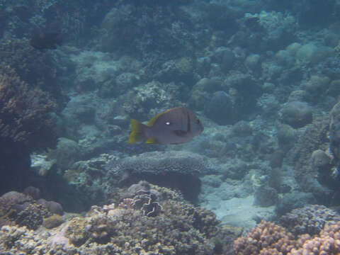 Image of Blubberlip snapper