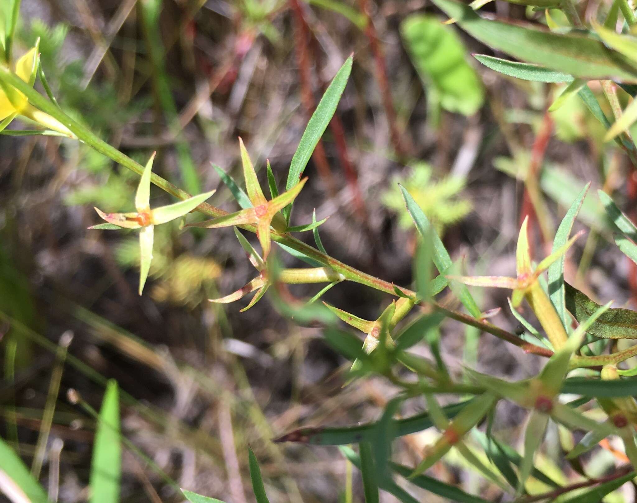 Imagem de Ludwigia linifolia Poir.