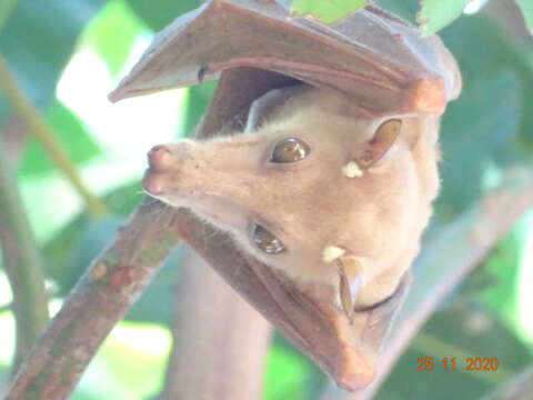 Image of Gambian Epauletted Fruit Bat