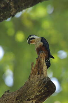 Image of Collared Falconet