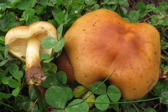 Pholiota spumosa (Fr.) Singer 1951 resmi