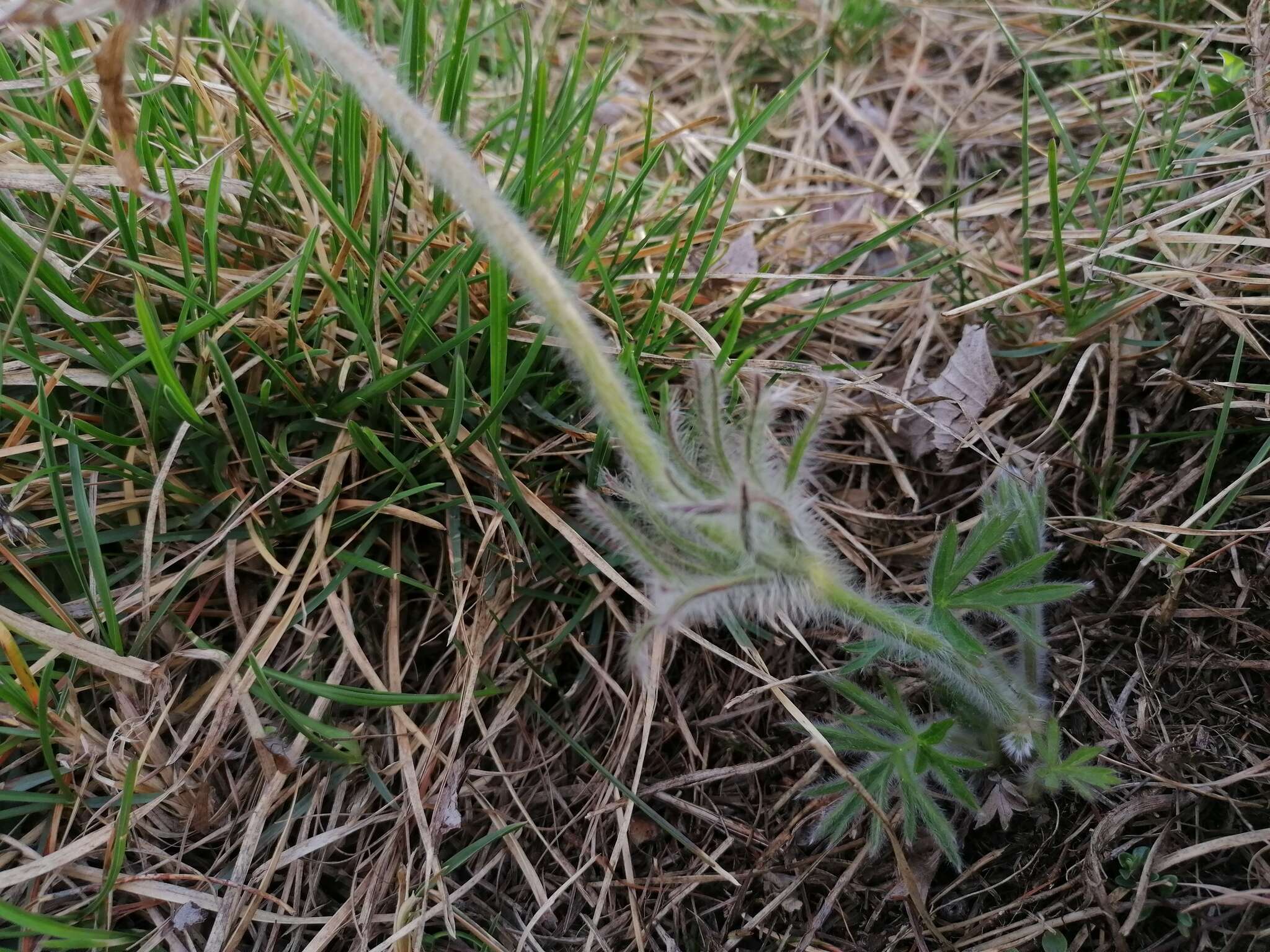 Image of Pulsatilla halleri subsp. styriaca (Pritzel) Zämelis