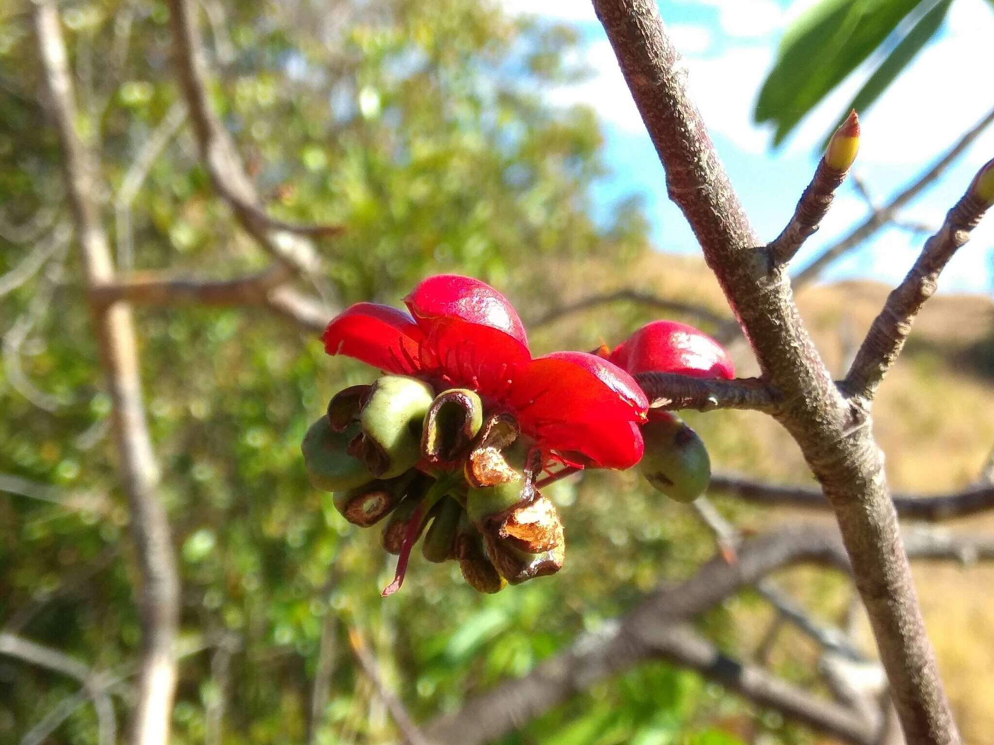 Image of Ochna macrantha Baker