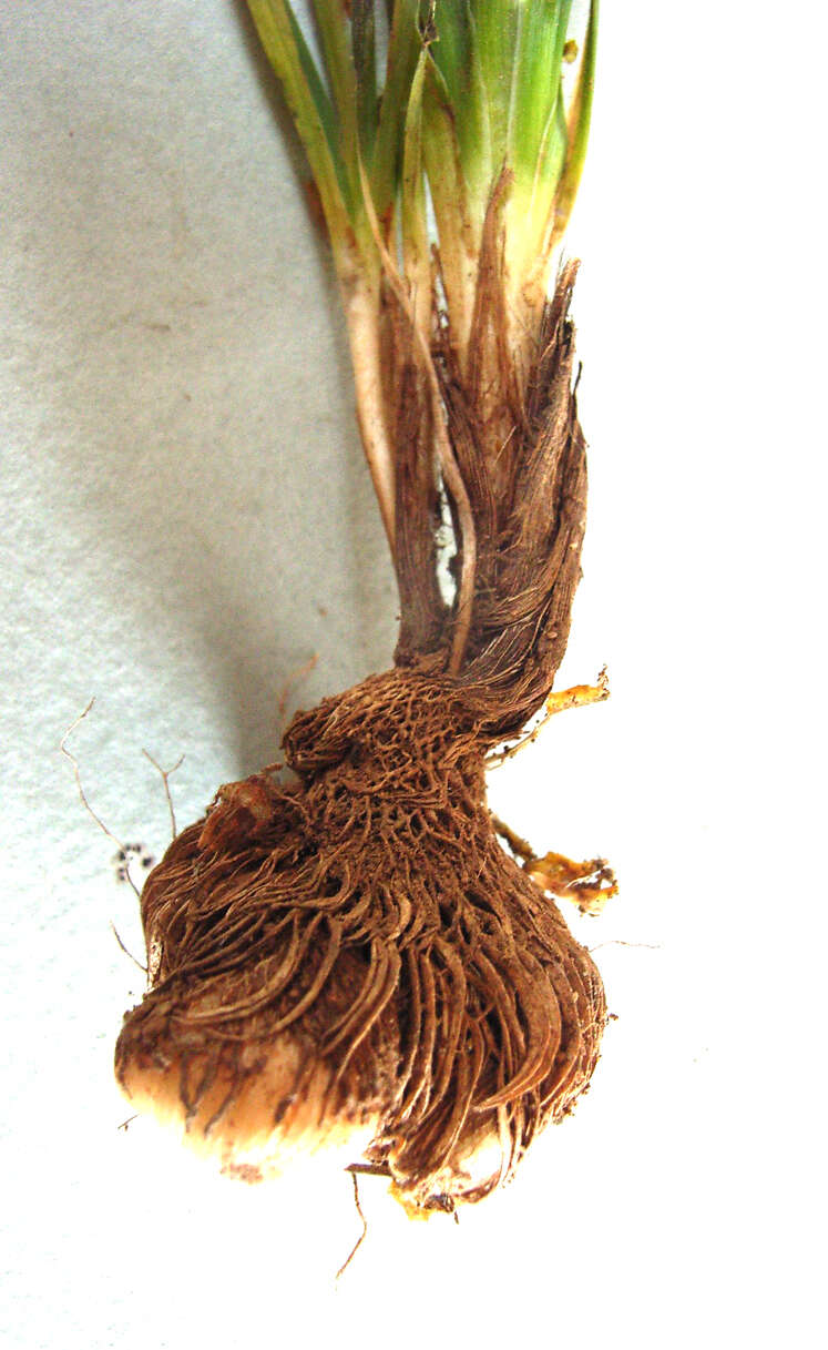 Image of Tritonia chrysantha Fourc.