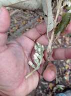 Image of Styrax argenteus Presl