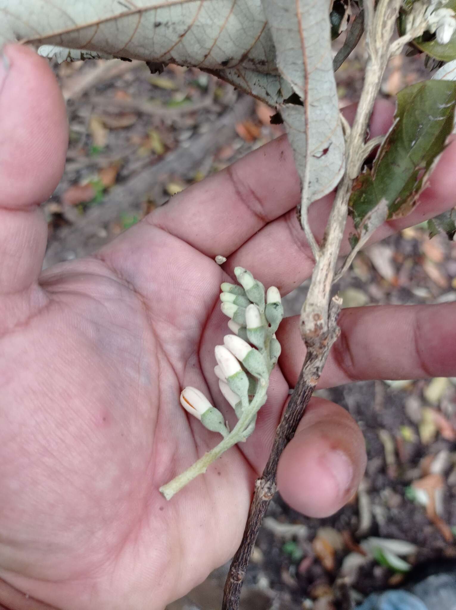 Image of Styrax argenteus Presl