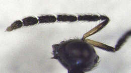 Слика од Hemiptarsenus varicornis (Girault 1913)