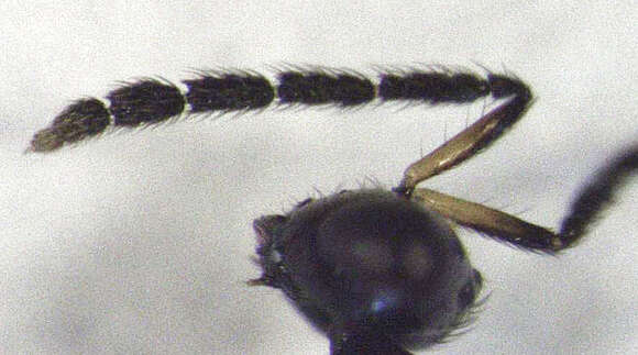 Image of Hemiptarsenus varicornis (Girault 1913)