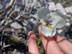 Imagem de Diplarrena latifolia Benth.