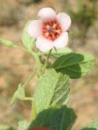 Plancia ëd Hermannia glanduligera K. Schum ex Schinz