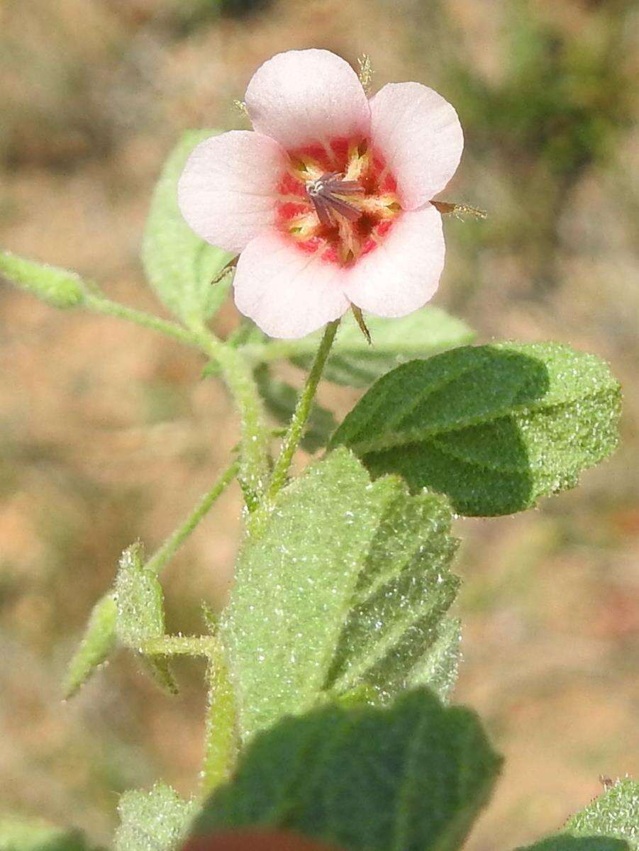 Plancia ëd Hermannia glanduligera K. Schum ex Schinz