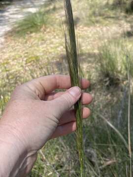 Image of clovenfoot plumegrass