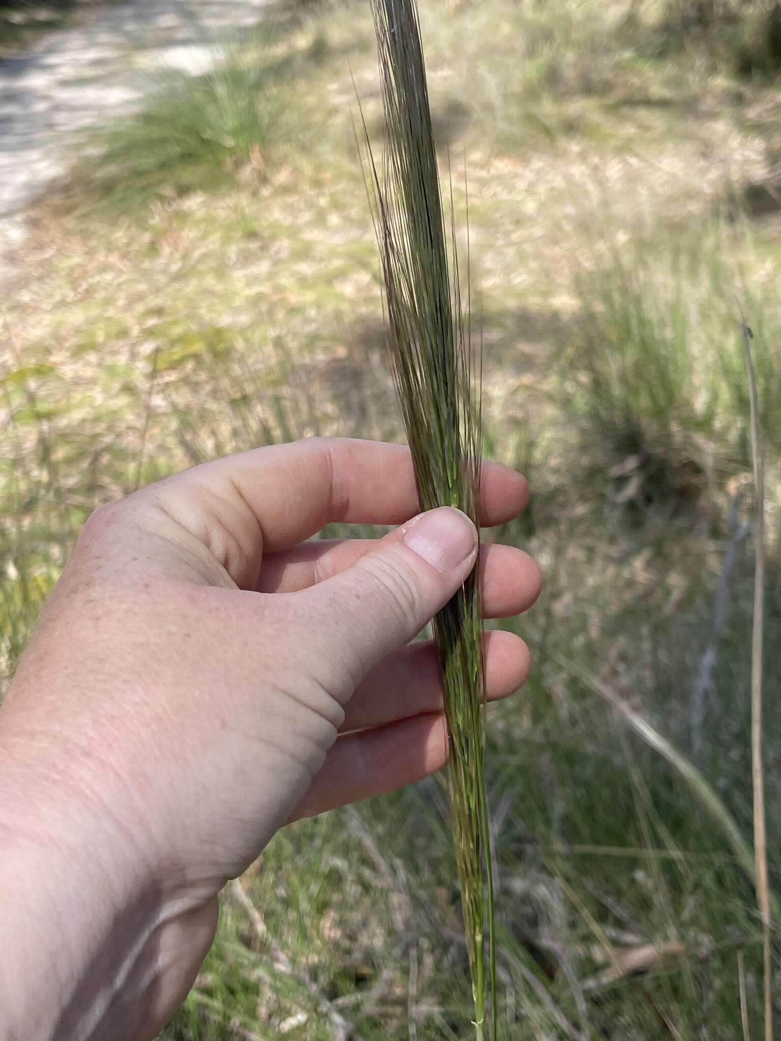 Sivun Dichelachne crinita (L. fil.) Hook. fil. kuva