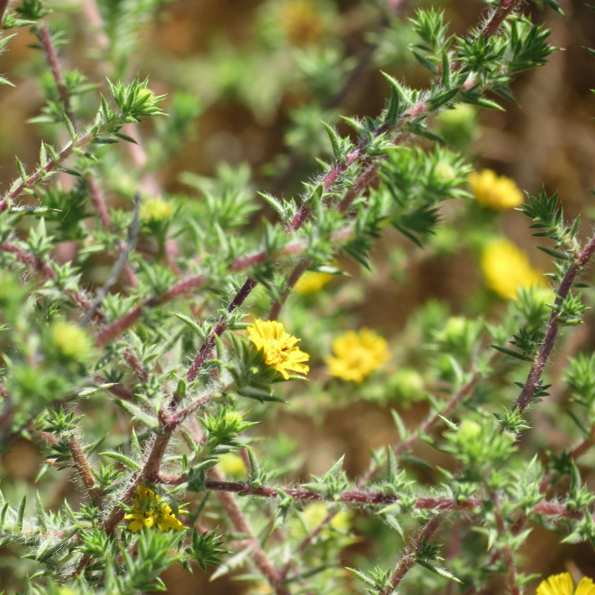 Слика од Centromadia parryi subsp. australis (D. D. Keck) B. G. Baldwin