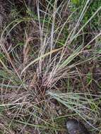 Imagem de Andropogon cretaceus