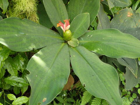 Image of stepladder ginger