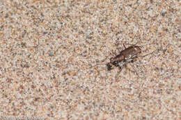 Image of Cicindela (Cicindela) repanda novascotiae Vaurie 1951