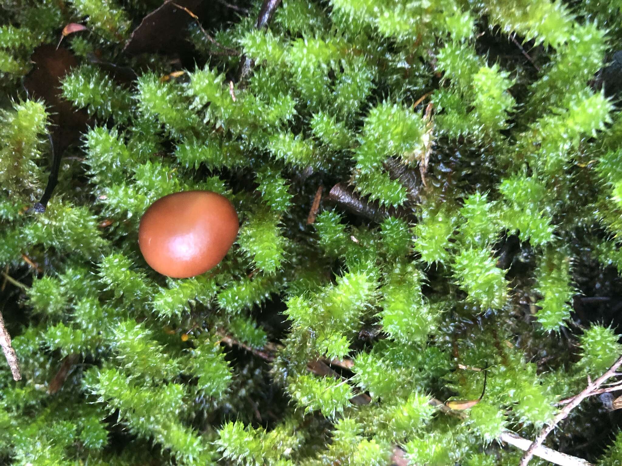 Image de Rhodocollybia incarnata (G. Stev.) J. A. Cooper 2014