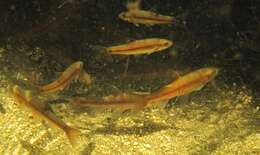 Image of Twee River Redfin