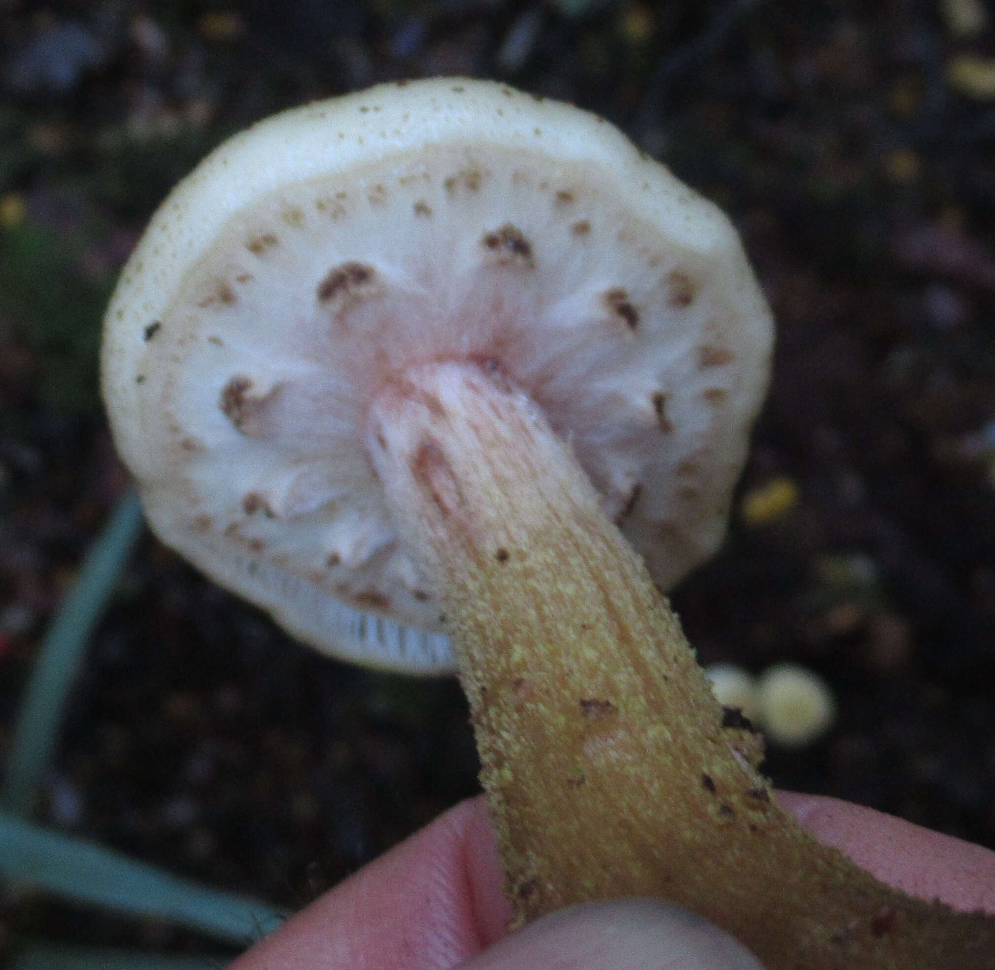 Image of Armillaria limonea (G. Stev.) Boesew. 1977