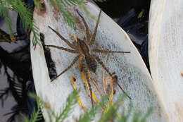 Image of Pardosa pseudoannulata (Bösenberg & Strand 1906)