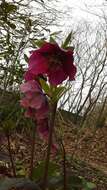 Image of lenten-rose