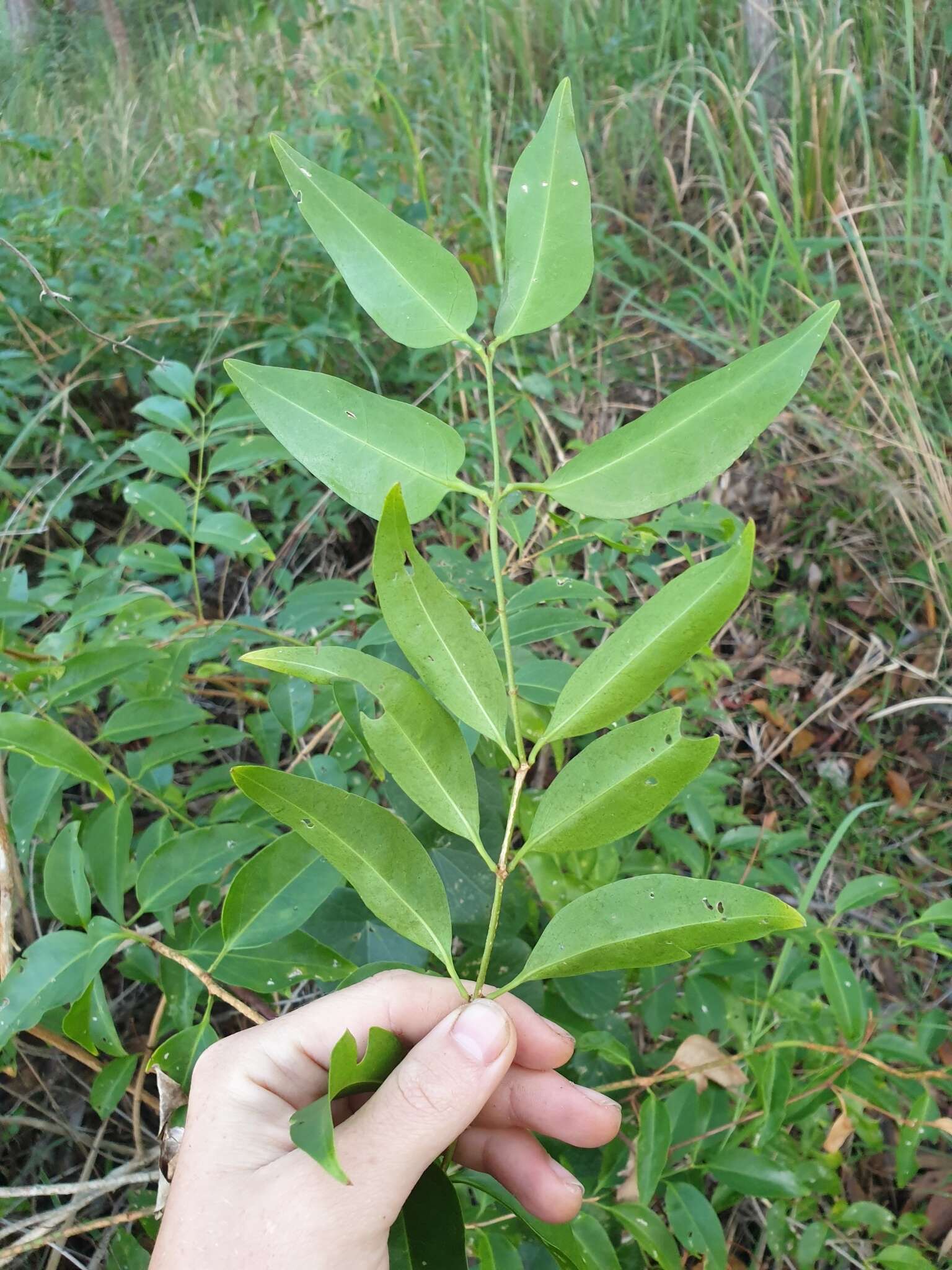 Image of Jasminum simplicifolium subsp. australiense P. S. Green