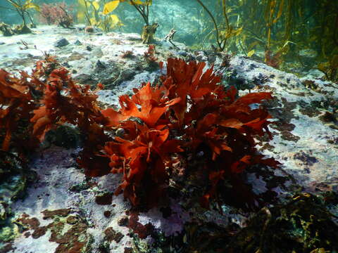 Image of Callophyllis atrosanguinea