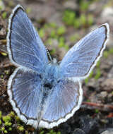 Image of <i>Plebejus fridayi</i>