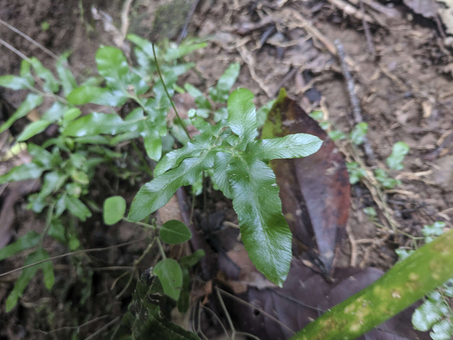 Image of Lygodium cubense Kunth