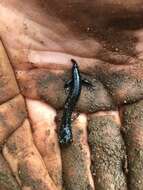 Image of Santa Cruz Black Salamander