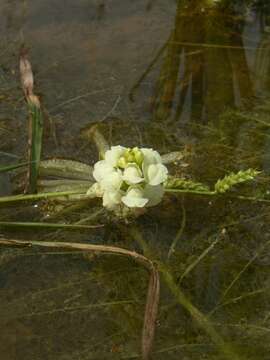 Image de Utricularia inflexa Forsskál