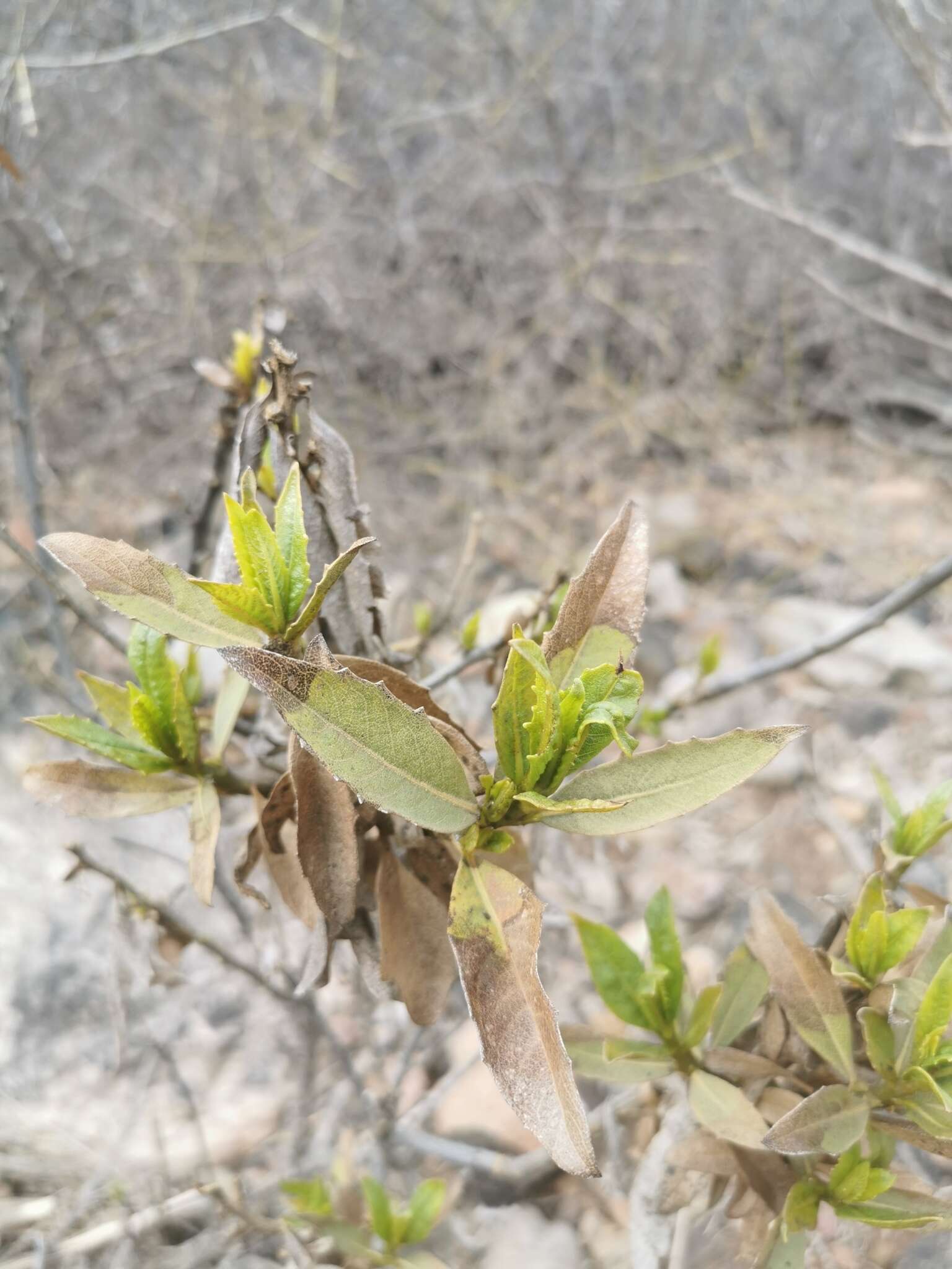 Image of Flourensia thurifera (Molina) DC.