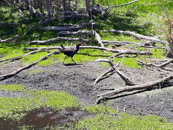 Image of Australasian Swamphen