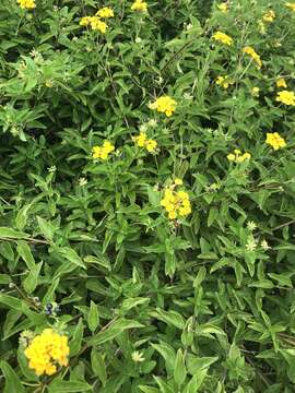 Lantana polyacantha Schauer resmi