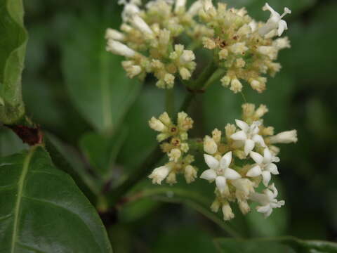 Image of Psychotria rufipes Hook. fil.