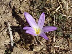 Image de Colchicum montanum L.