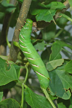 Sphinx luscitiosa Clemens 1859的圖片