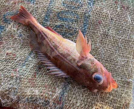 Image of Redstripe rockfish