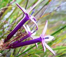 Image de Lobelia stenosiphon (Adamson) E. Wimm.