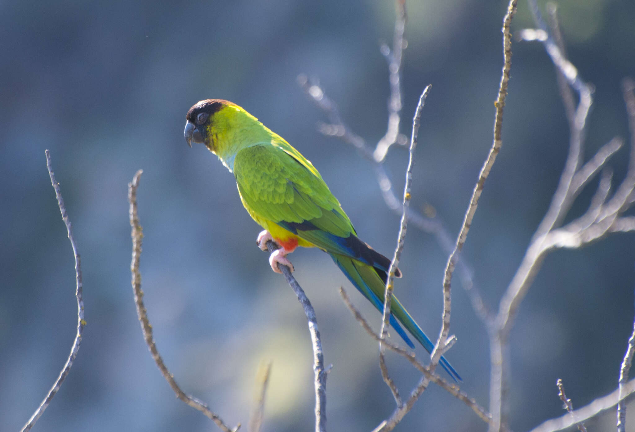 Image of Nanday Parakeet