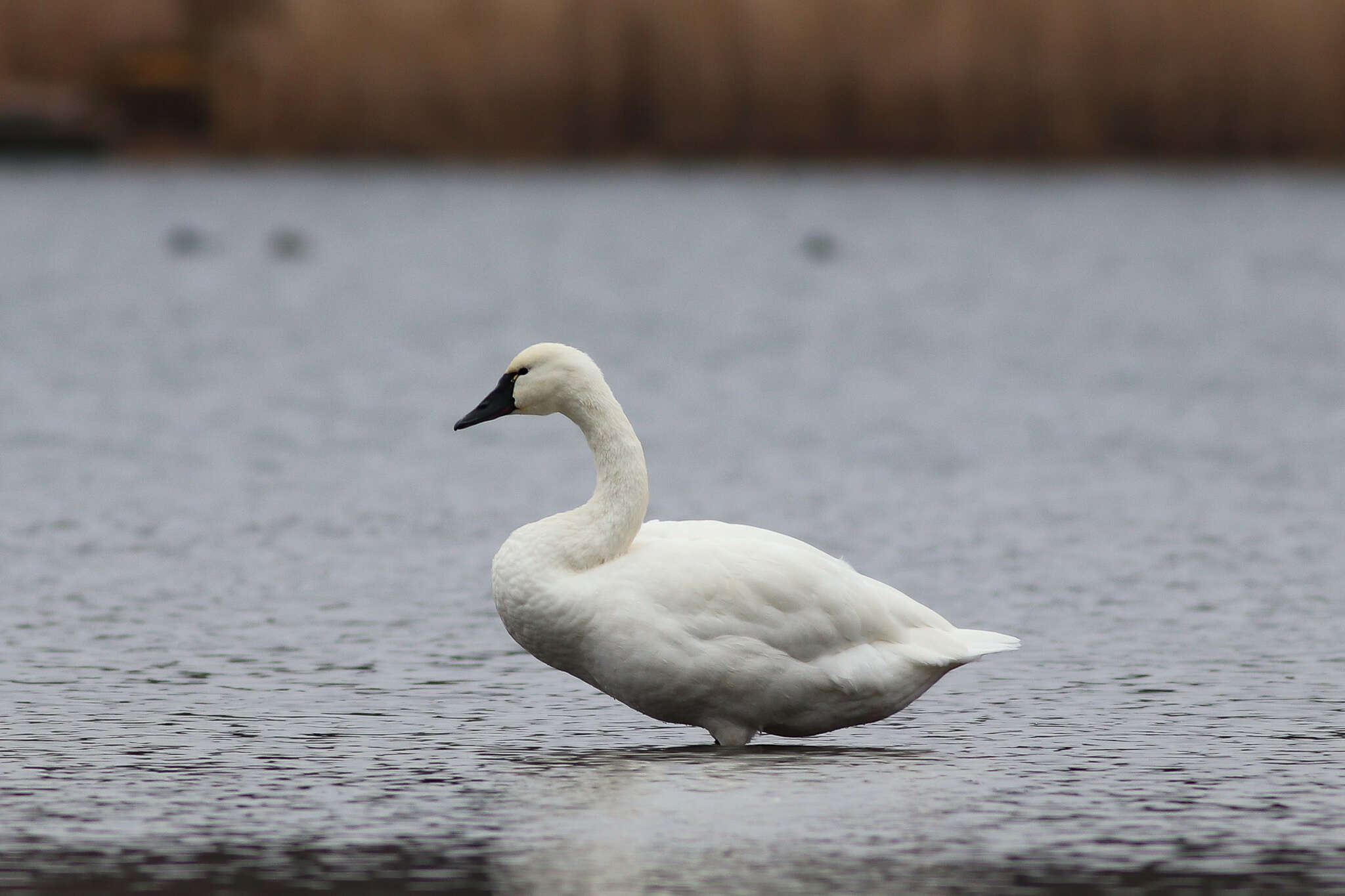 Image de Cygnus columbianus columbianus (Ord 1815)